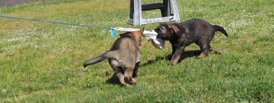 Molly Lord J Litter Blk collar pink collar girls