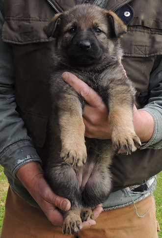 Molly Lord black collar fe 5.5 wks