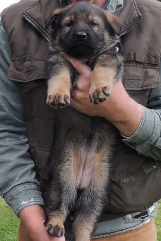 Molly Lord Orange collar fe 5.5 wks