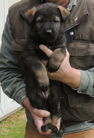 Molly Lord pink collar fe 5.5 wks