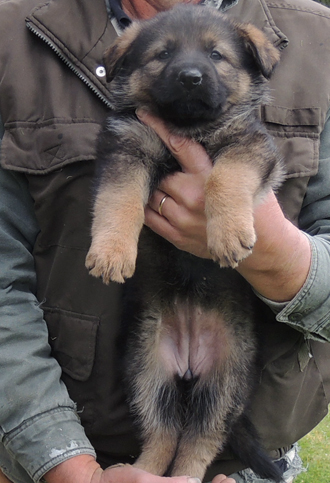 Molly Lord purple collar fe 5.5 wks