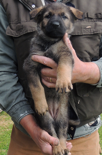 Molly Lord red collar fe 5.5 wks