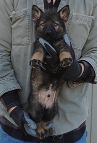 Volker 7 wks Molly Lord V Litter