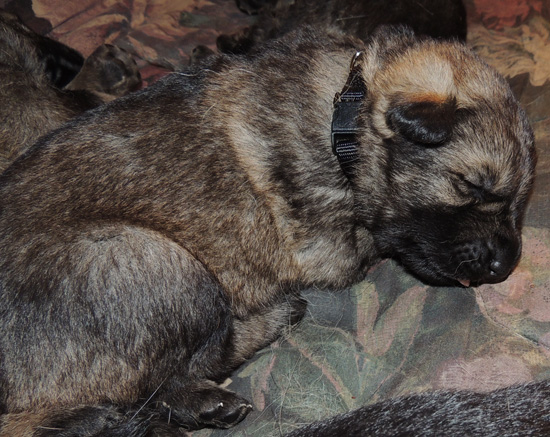 Molly Lord J litter black collar fe 12 days