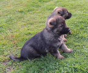 MollyLord J Girls 4 wks 5b