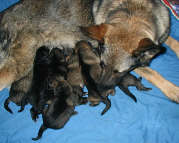 Odessa with Norbo DL pups 7 days old