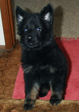 Annie x Xac Kaiser Monte_8 wks