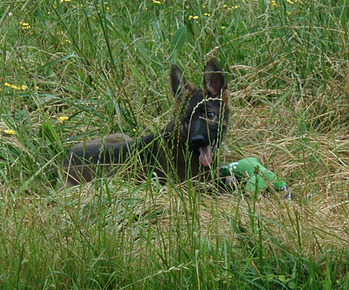 Nadia 13 wks 2