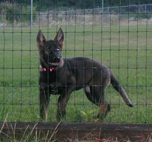 Nadia 14.5 wks 2