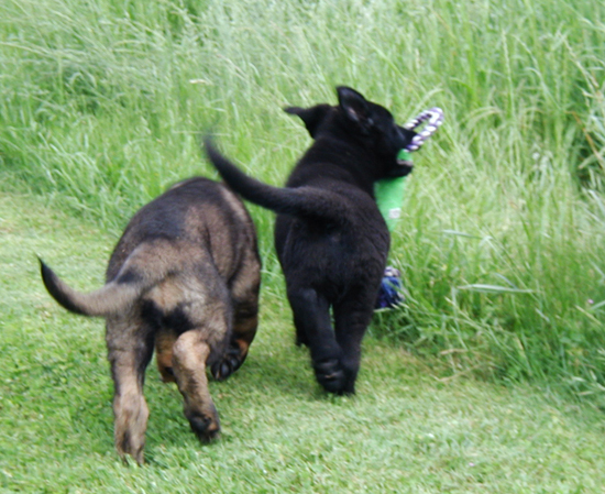 Nadia and Nessy with toy_11 wks 550