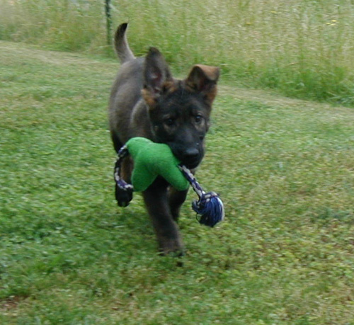 Nadia 13 wks 1