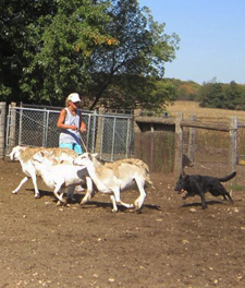 Natasha Herding Lesson