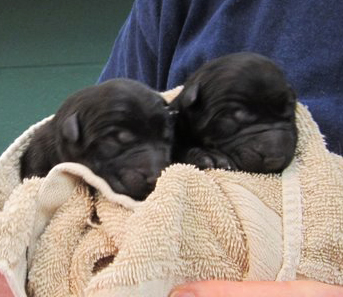 natasha x Buzz 1st litter_Blk Females