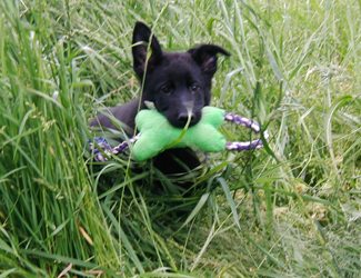 Nessy with toy 1