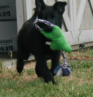 Nessy with toy 2