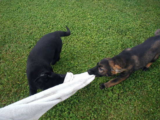 Nessy and Nadia Tug Work 11 wks