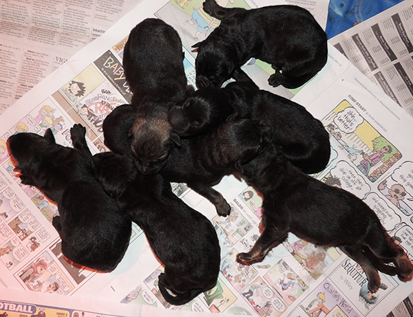 Newborn Hetja Gerry M Litter 1