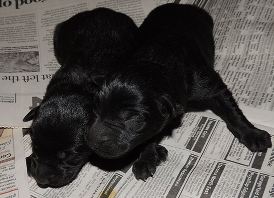 O Litter Isy x Wizard Newborn Males