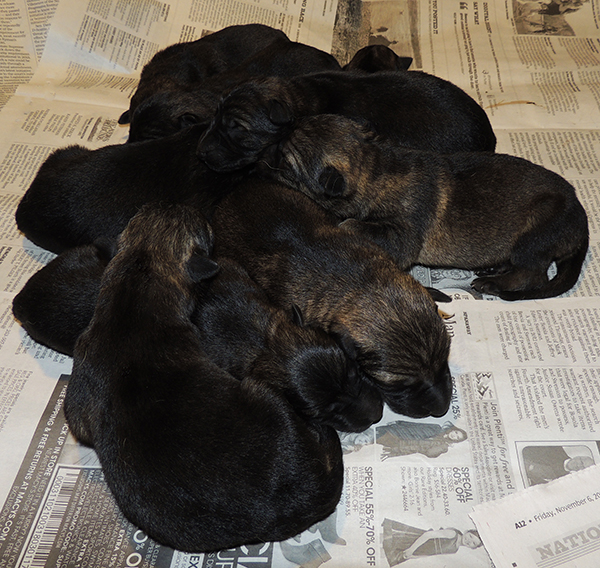 Porsche Lord E Litter Newborns 1