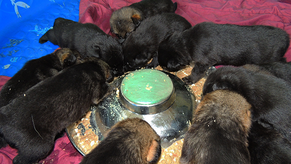 Nikita Gerry B Litter 20 days 3