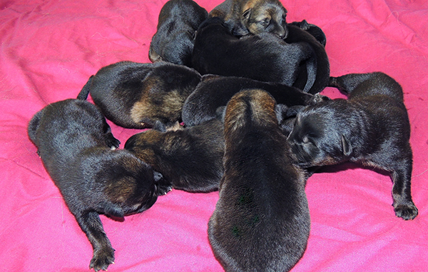 Nikita Gerry B Litter 4 days 2