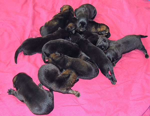 Nikita Gerry B Litter 4 days 3