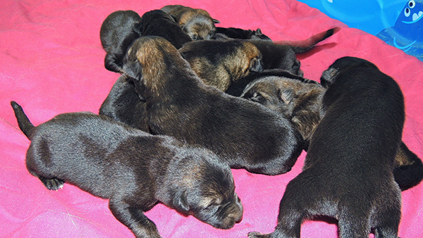 Nikita Gerry B Litter 4 days 4