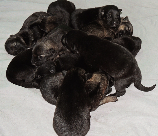 Nikita Gerry B Litter 6 days 2