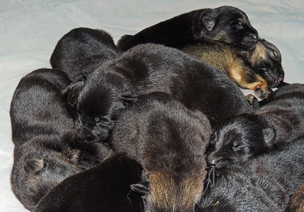 Nikita Gerry B Litter 6 days 3