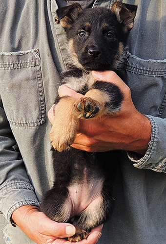 Nikita Gerry B Litter BiColor fe Orange collar 6.5 wks