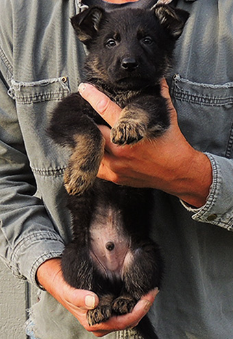 Nikita Gerry B Litter 6.5 wks Med Blue Blk/Tan Male