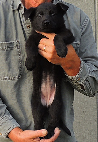 Nikita Gerry B Litter 6.5 wks Blk Fe Red collar