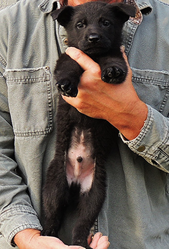 Nikita Gerry B Litter Blk male 6.5 wks Turq collar