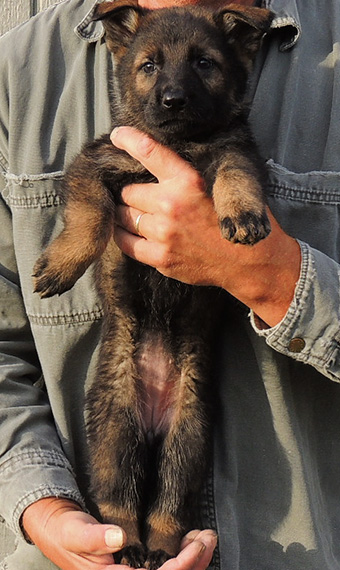 Nikita Gerry B Litter6.5 wks Purple collar sable Fe