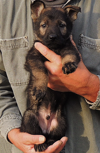 Nikita Gerry B Litter Blk Sable Male 6.5 wks turquoise collar