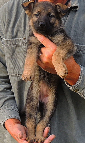 NIkita Gerry B Litter Sable Female 6.5 wks pink collar