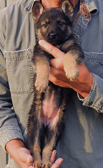 Nikita Gerry Blk Sable Female 6.5 wks B Litter Orange collar