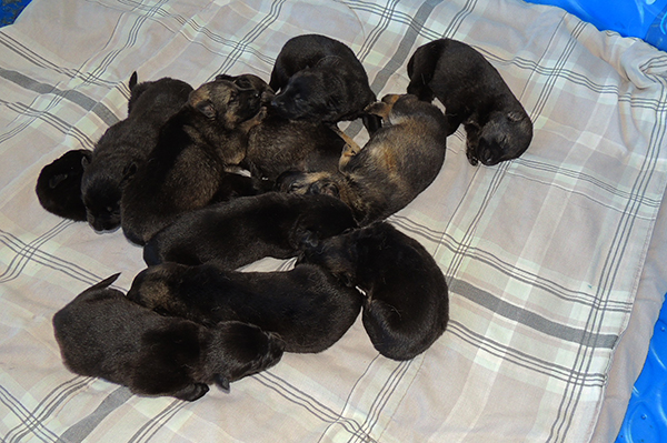 Nikita Gerry B Litter 9 days 1