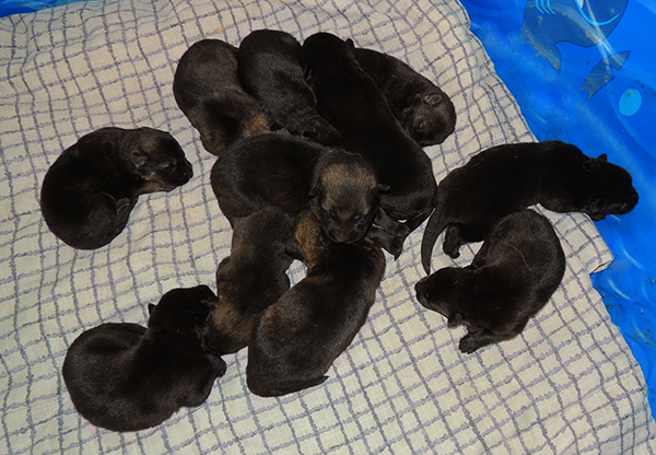 Nikita Gerry B Litter 9 days 2