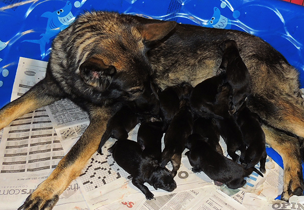 Nikita Gerry B Litter Newborns 3