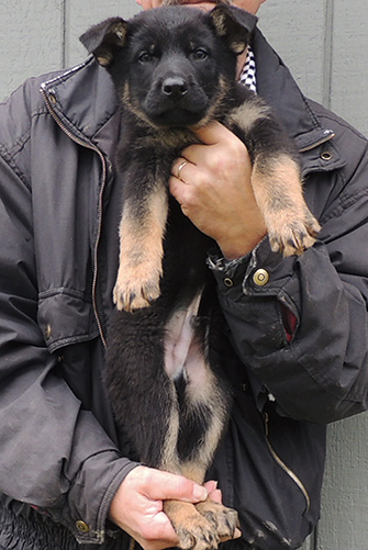 Nikita Gerry T Litter BiCOlor male