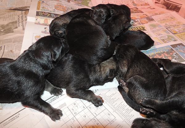 Nikita Gerry T Litter 1 day 1