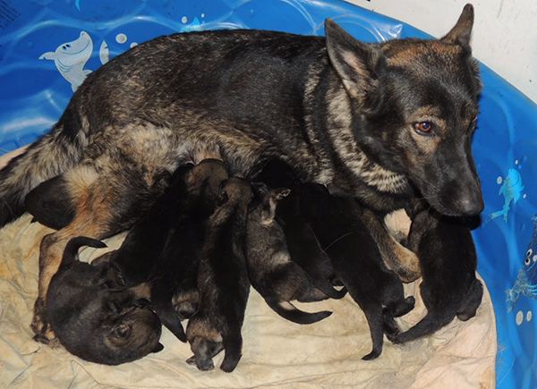 Nikita Gerry T Litter 15 days old