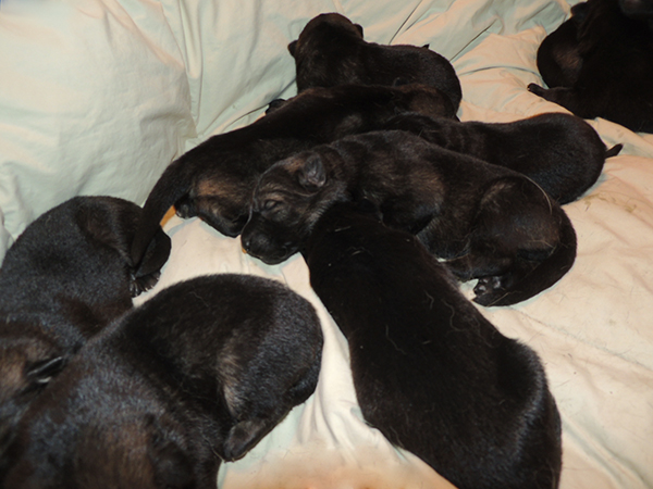 Nikita Gerry T Litter 4 days 3