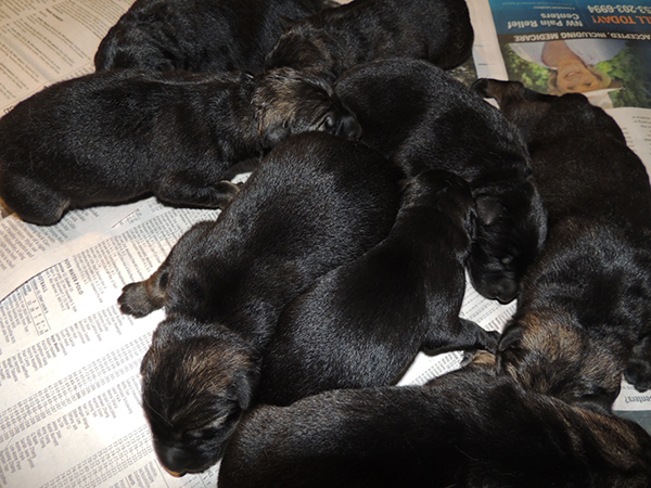 Nikita Gerry Newborn T Litter 1