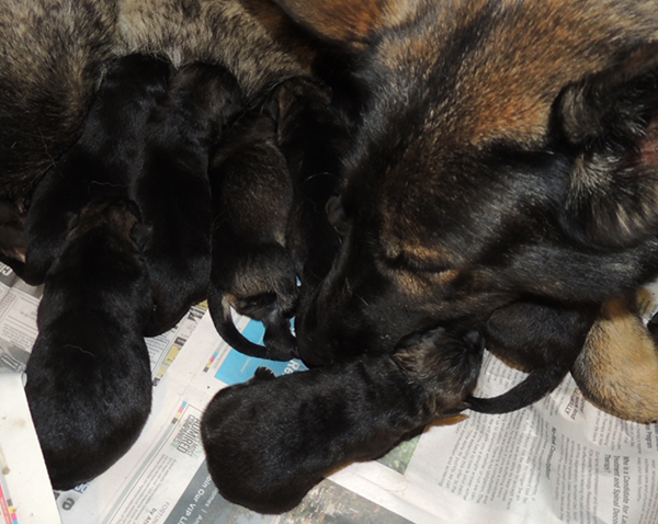 Nikita Gerry T Litter Newborns 3