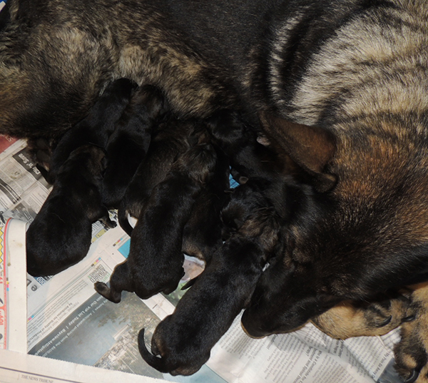 Nikita Gerry T Litter newborns 2