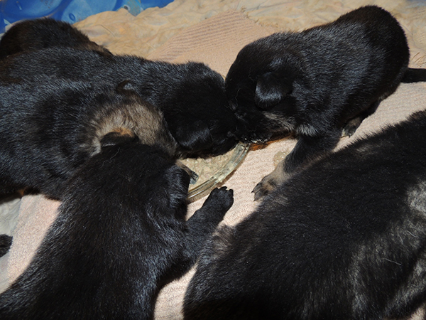 Nikita gerry First feeding 3 wks 2