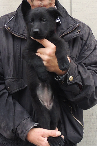 Nikita Gerry T Litter blk female