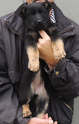 Nikita Gerry Pink collar BiColor Blk tan Female